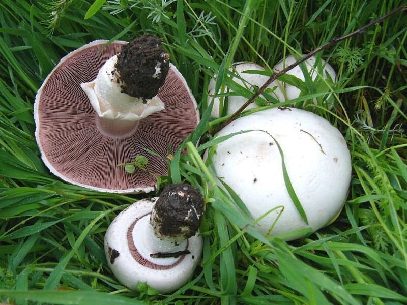 Міцелій печериці лугового, Agaricus campestris від компанії Магазин грибного міцелію Mushroom Seeds - фото 1