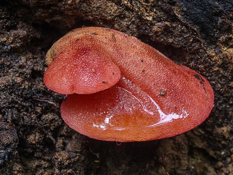Міцелій печіночниця звичайна, Fistulina hepatica від компанії Магазин грибного міцелію Mushroom Seeds - фото 1