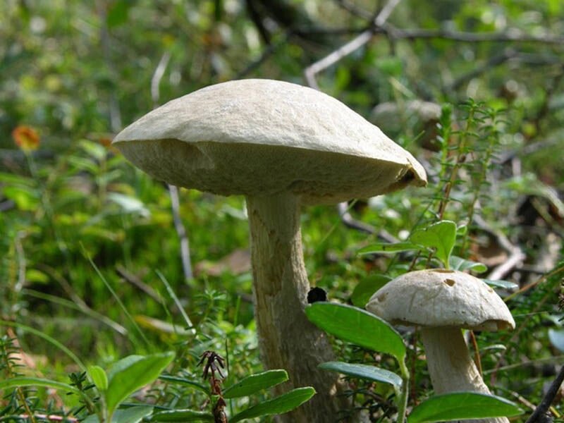 Міцелій підберезники болотного, Leccinum holopus від компанії Магазин грибного міцелію Mushroom Seeds - фото 1