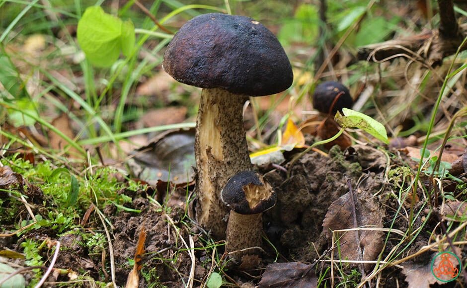 Міцелій підберезники чорного (Чёрноголовіка), Leccinum melaneum від компанії Магазин грибного міцелію Mushroom Seeds - фото 1