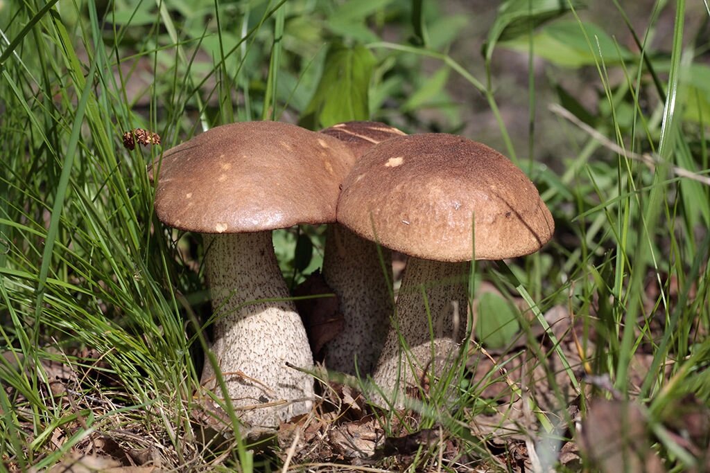 Міцелій підберезовик, Leccinum scabrum від компанії Магазин грибного міцелію Mushroom Seeds - фото 1