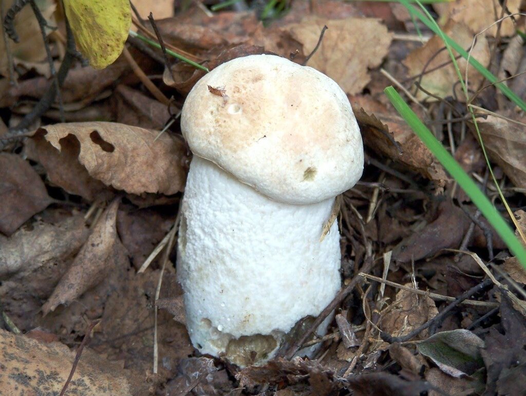 Міцелій підосичники білого, Leccinum percandidum від компанії Магазин грибного міцелію Mushroom Seeds - фото 1