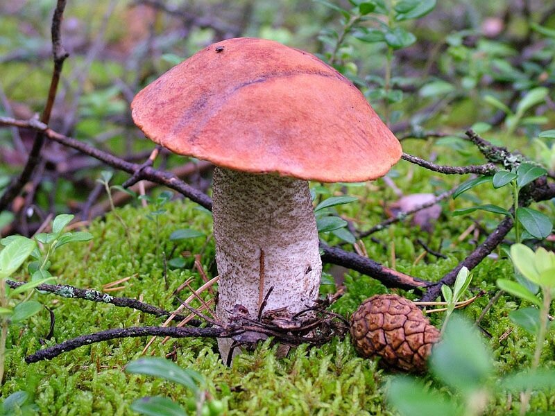 Міцелій підосичники звичайного (Красноголовики), Leccinum aurantiacum від компанії Магазин грибного міцелію Mushroom Seeds - фото 1
