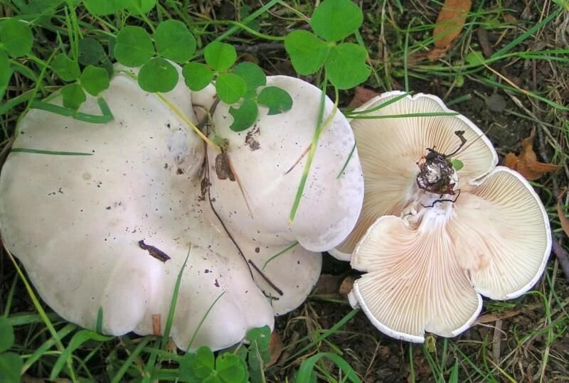 Міцелій підвишень (Вишняка), Clitopilus prunulus від компанії Магазин грибного міцелію Mushroom Seeds - фото 1