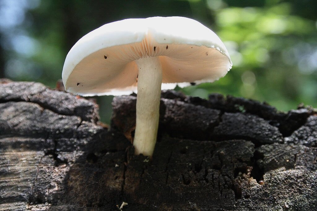 Міцелій Плютея білого, Pluteus pellitu від компанії Магазин грибного міцелію Mushroom Seeds - фото 1
