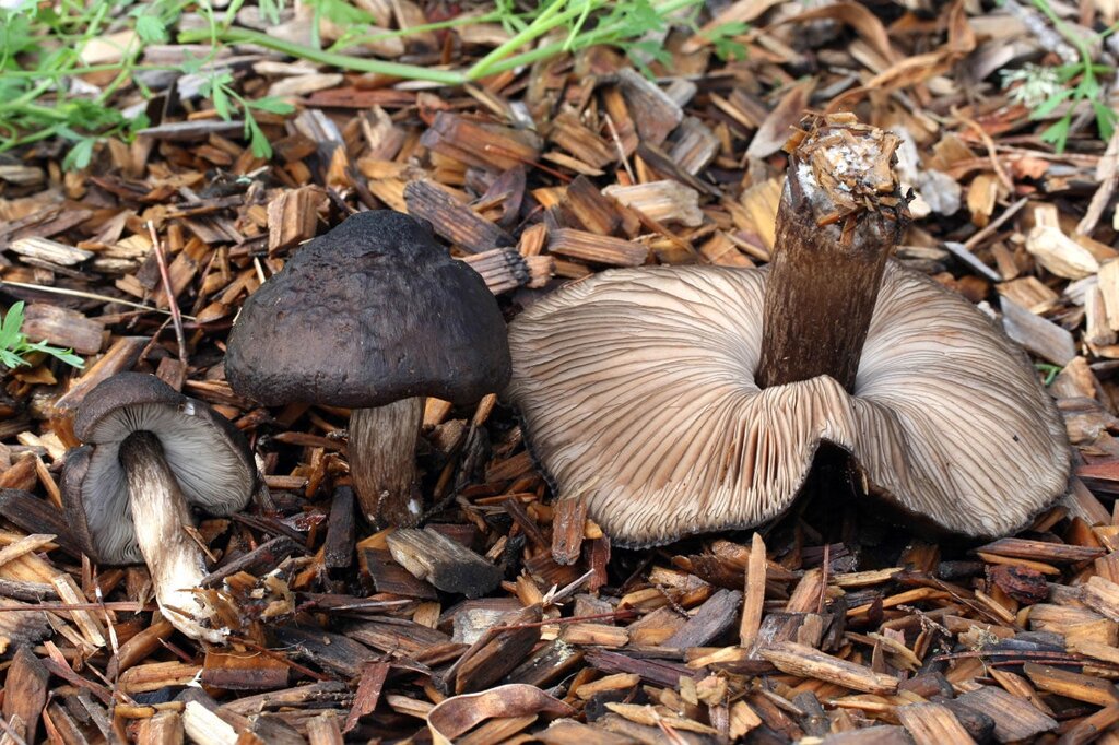 Міцелій Плютея чёрнокрайнего (Плютея тёмнокрайнего), Pluteus atromarginatus від компанії Магазин грибного міцелію Mushroom Seeds - фото 1