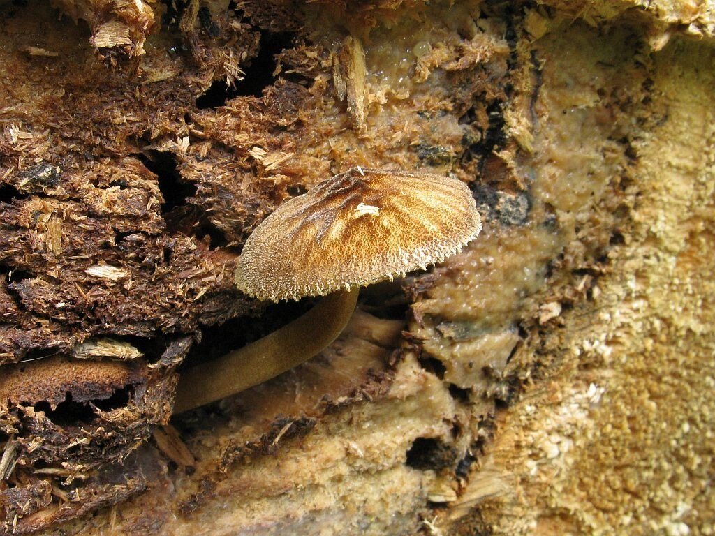 Міцелій Плютея умбрових, Pluteus umbrosus від компанії Магазин грибного міцелію Mushroom Seeds - фото 1