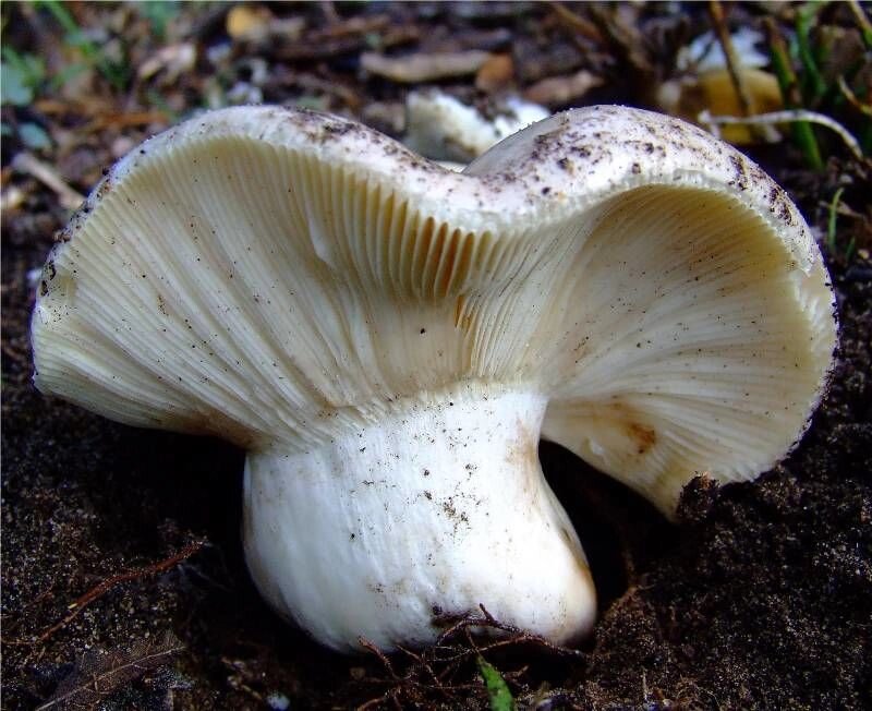 Міцелій подгруздкі білого (Сухого груздя), Russula delica від компанії Магазин грибного міцелію Mushroom Seeds - фото 1
