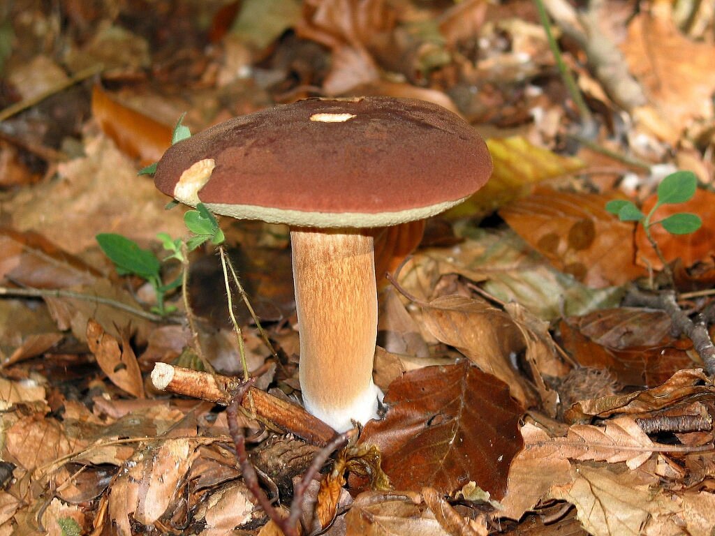 Міцелій Польського гриба (моховики каштанового), Xerocomus badius від компанії Магазин грибного міцелію Mushroom Seeds - фото 1