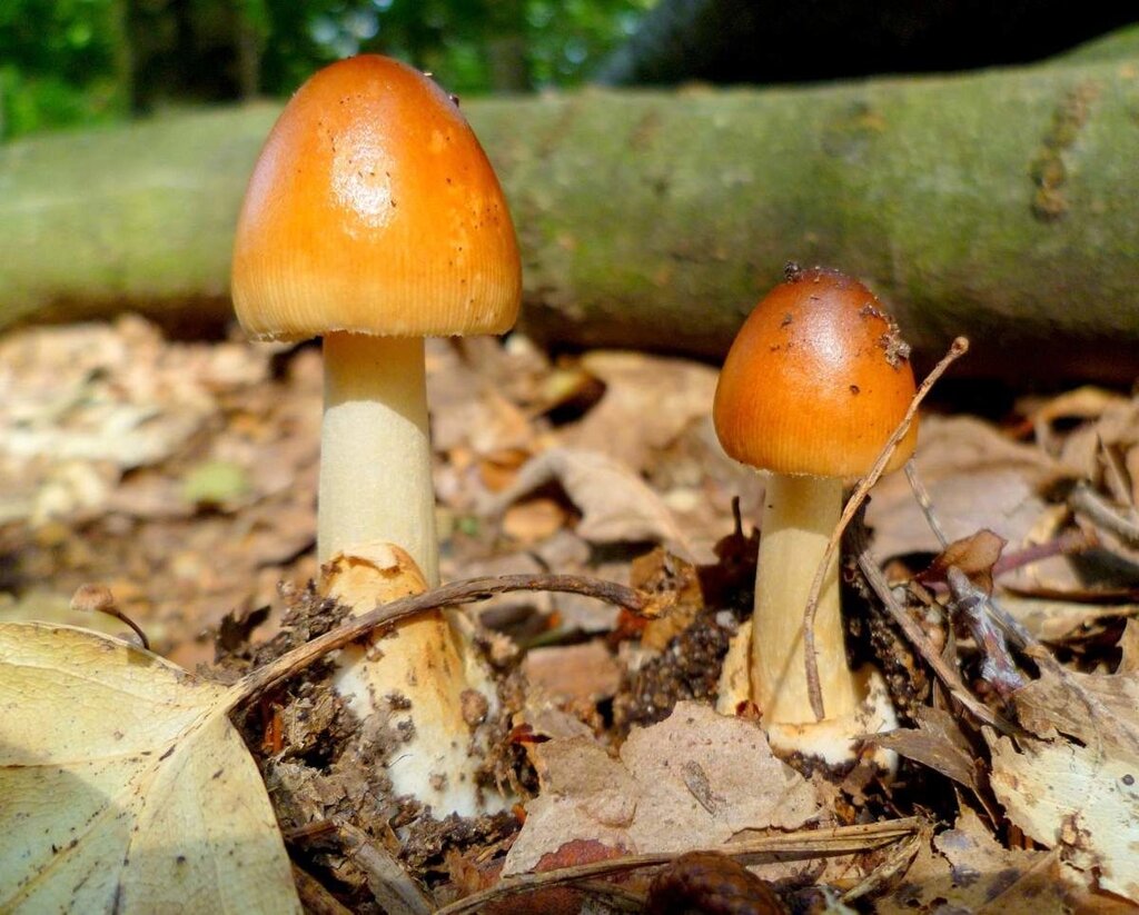 Міцелій Поплавця бурого (Поплавця жовто-коричневого), Amanita fulva від компанії Магазин грибного міцелію Mushroom Seeds - фото 1