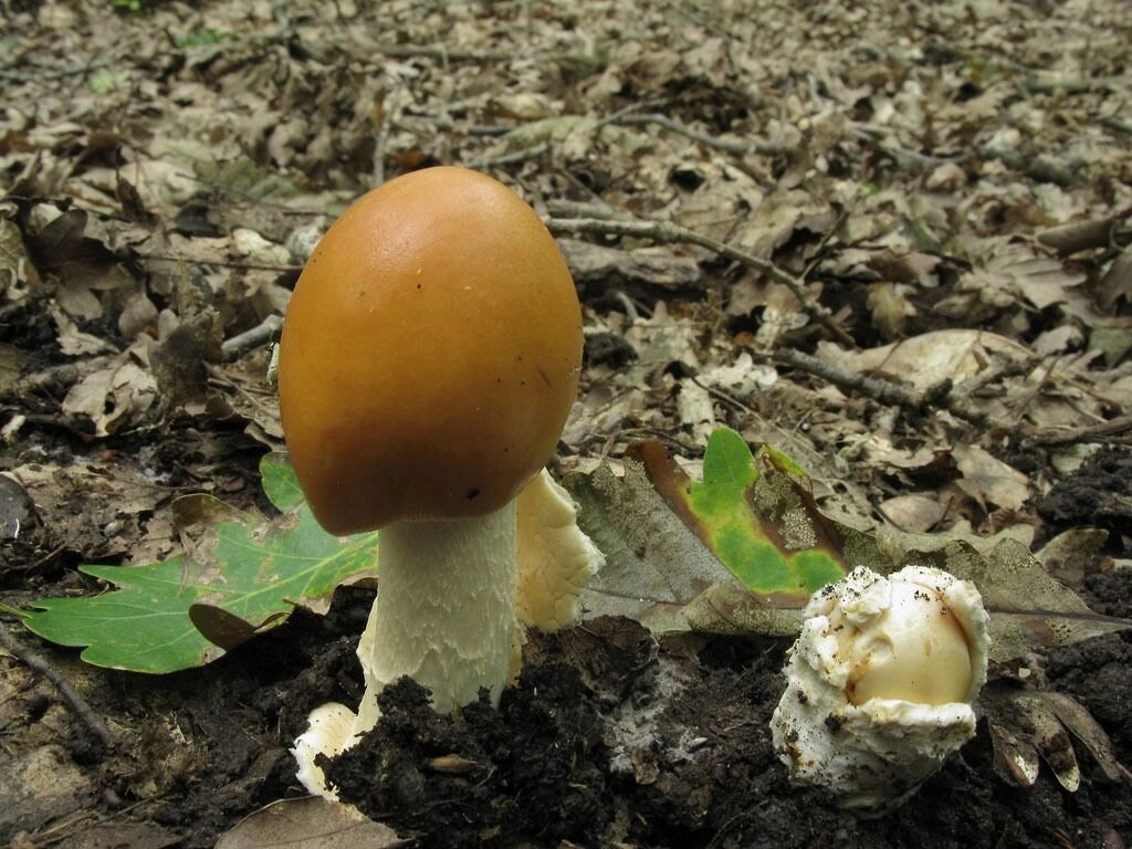 Міцелій Поплавця шафранного (толкачікі шафранового), Amanita crocea від компанії Магазин грибного міцелію Mushroom Seeds - фото 1