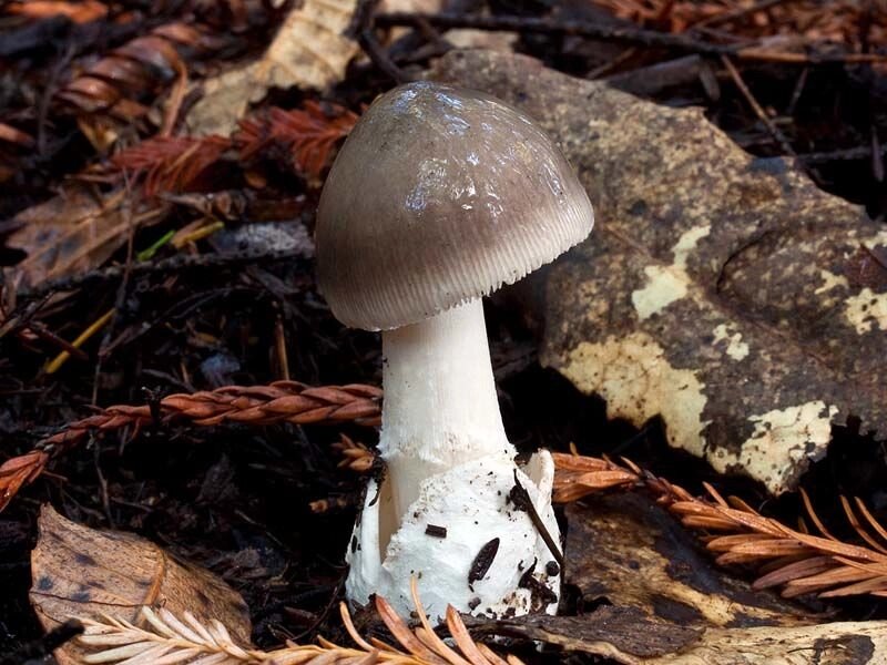 Міцелій Поплавця сірого (толкачікі сірого), Amanita vaginata від компанії Магазин грибного міцелію Mushroom Seeds - фото 1