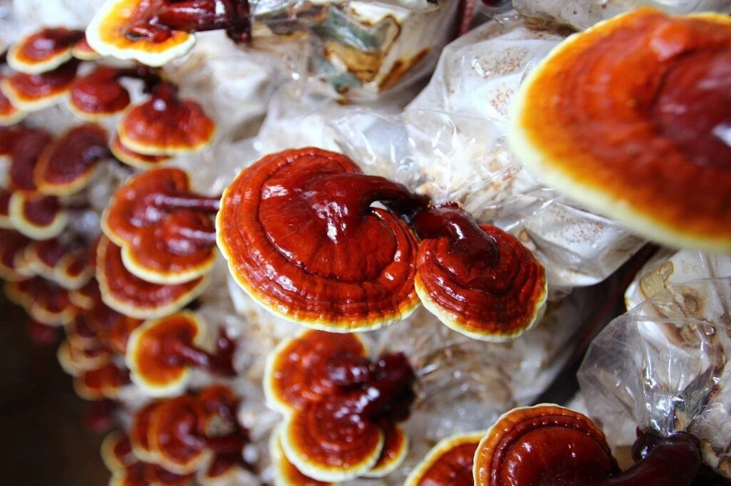 Міцелій Рейша (трутовик лакований), Ganoderma lucidum від компанії Магазин грибного міцелію Mushroom Seeds - фото 1