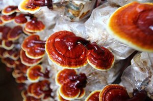 Міцелій Рейша (трутовик лакований), Ganoderma lucidum