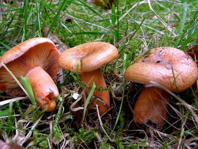 Міцелій Рижика ялинового, Lactarius deterrimus від компанії Магазин грибного міцелію Mushroom Seeds - фото 1