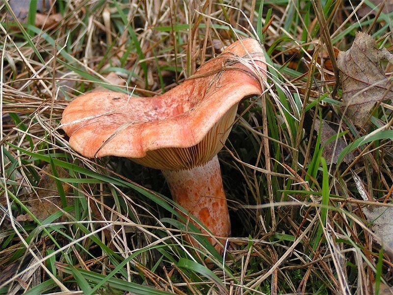 Міцелій Рижика звичайного, Lactarius deliciosus від компанії Магазин грибного міцелію Mushroom Seeds - фото 1