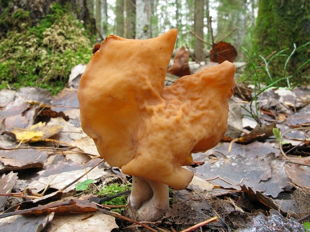 Міцелій Рядок осіннього, Gyromitra infula від компанії Магазин грибного міцелію Mushroom Seeds - фото 1