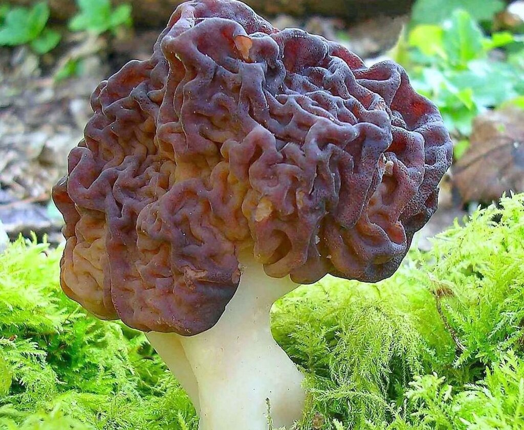 Міцелій Рядок звичайного, Gyromitra esculenta від компанії Магазин грибного міцелію Mushroom Seeds - фото 1