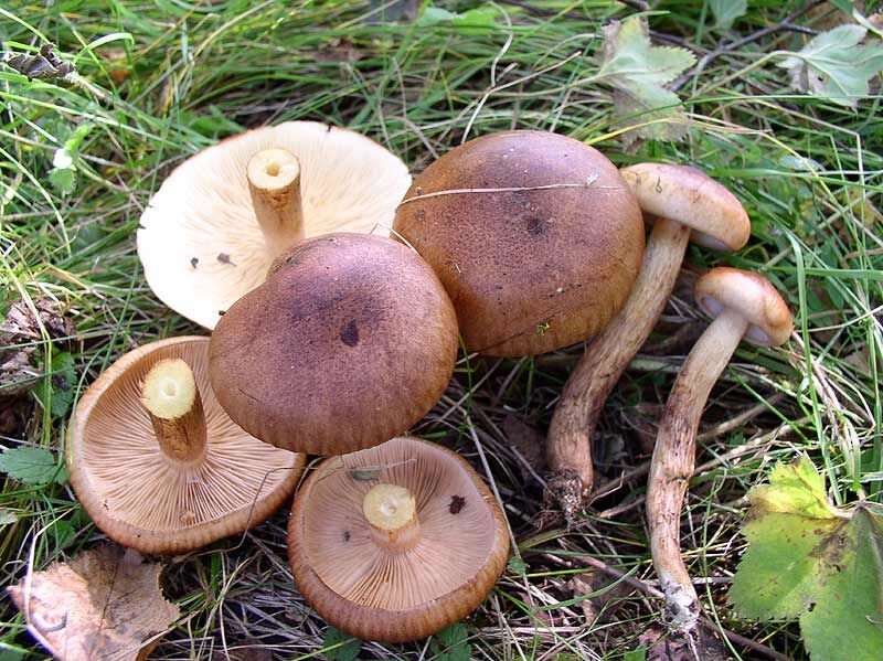 Міцелій рядовка бурою, Tricholoma flavobrunneum від компанії Магазин грибного міцелію Mushroom Seeds - фото 1