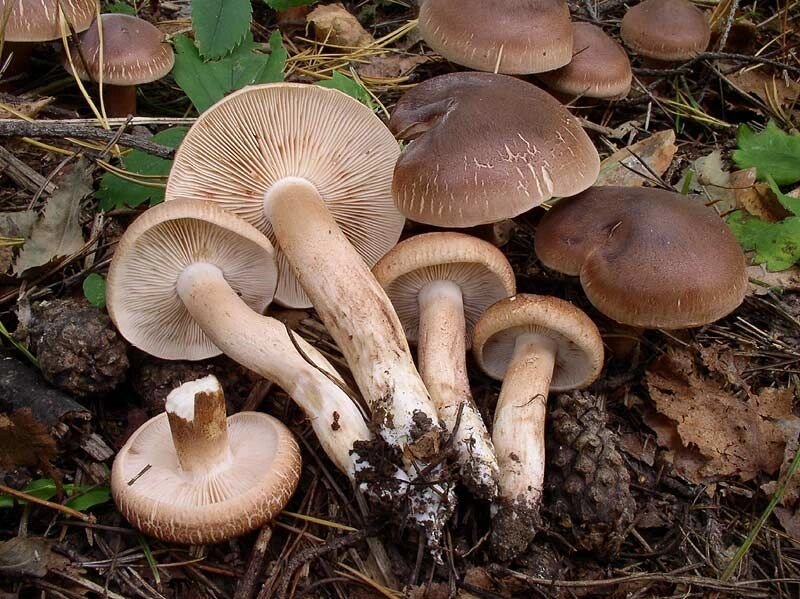 Міцелій рядовка коричнева, Tricholoma imbricatum від компанії Магазин грибного міцелію Mushroom Seeds - фото 1