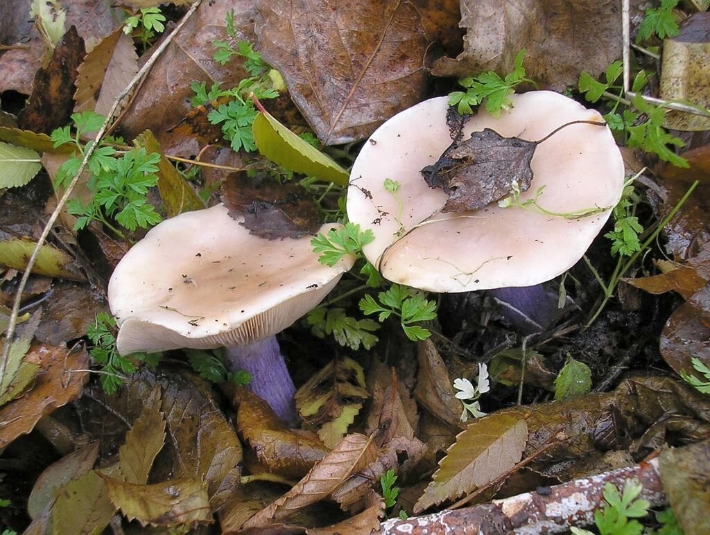 Міцелій рядовка ліловоногой, Lepista saeva від компанії Магазин грибного міцелію Mushroom Seeds - фото 1