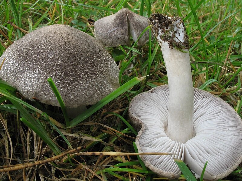 Міцелій рядовка наземної, Tricholoma terreum від компанії Магазин грибного міцелію Mushroom Seeds - фото 1