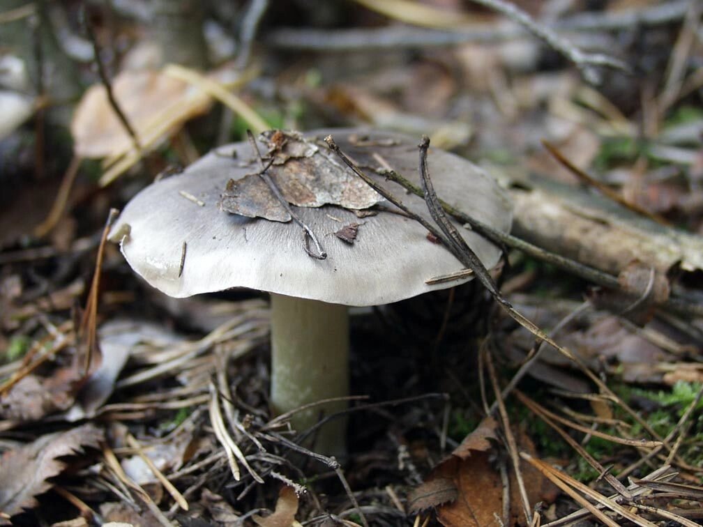 Міцелій рядовка сіркою, Tricholoma portentosum від компанії Магазин грибного міцелію Mushroom Seeds - фото 1