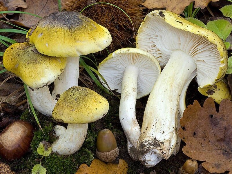 Міцелій рядовка відокремленої, Tricholoma sejunctum від компанії Магазин грибного міцелію Mushroom Seeds - фото 1