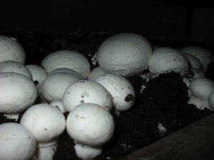 Міцелій печериць двуспорового, Agaricus bisporus