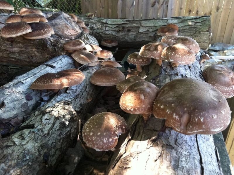 Міцелій Шиитаке RL-7, Lentinula edodes від компанії Магазин грибного міцелію Mushroom Seeds - фото 1