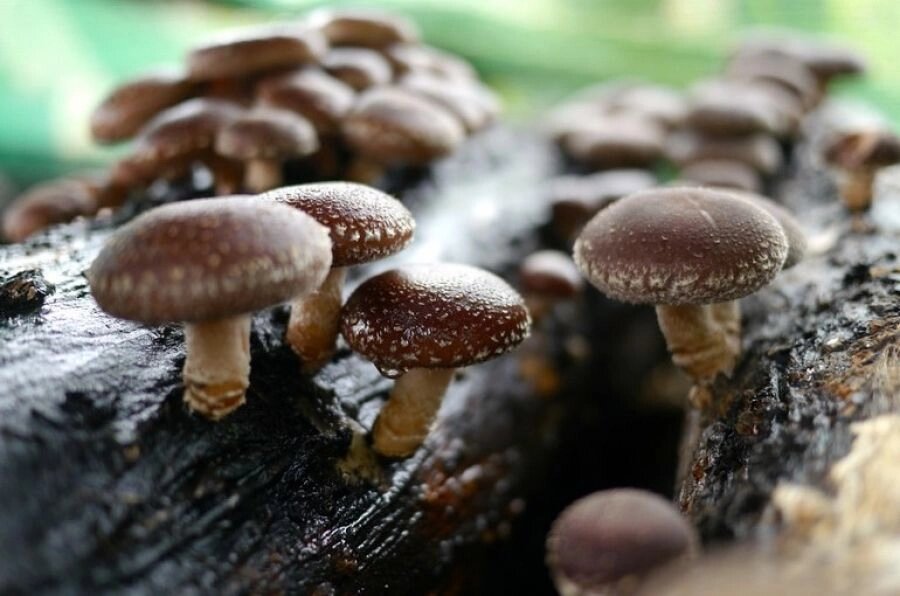 Міцелій Шиитаке ТЛ-4080, Lentinula edodes від компанії Магазин грибного міцелію Mushroom Seeds - фото 1