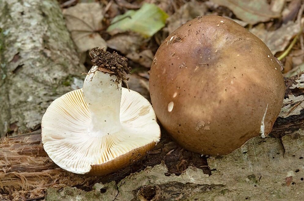 Міцелій Сироїжки цільної, Russula integra від компанії Магазин грибного міцелію Mushroom Seeds - фото 1