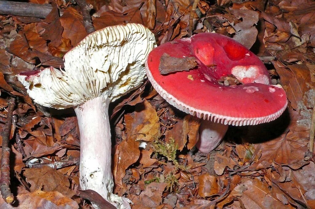 Міцелій Сироїжки красивою (Сироїжки рожевої), Russula bella від компанії Магазин грибного міцелію Mushroom Seeds - фото 1