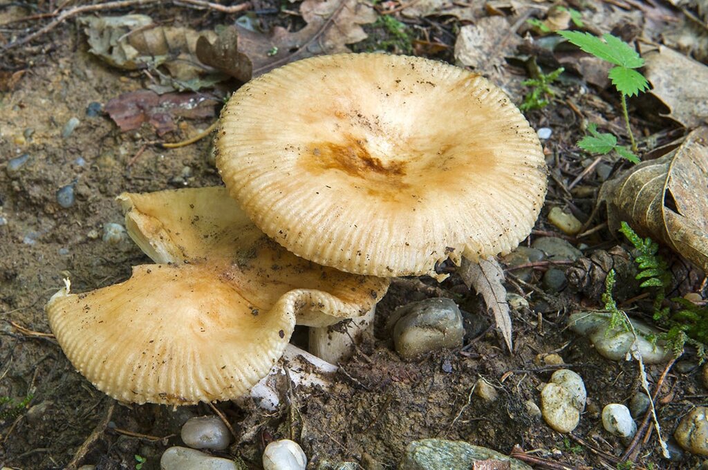 Міцелій Сироїжки мигдальної, Russula laurocerasi від компанії Магазин грибного міцелію Mushroom Seeds - фото 1