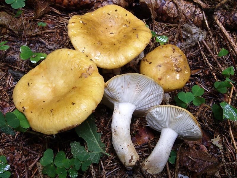 Міцелій Сироїжки охристой, Russula ochroleuca від компанії Магазин грибного міцелію Mushroom Seeds - фото 1