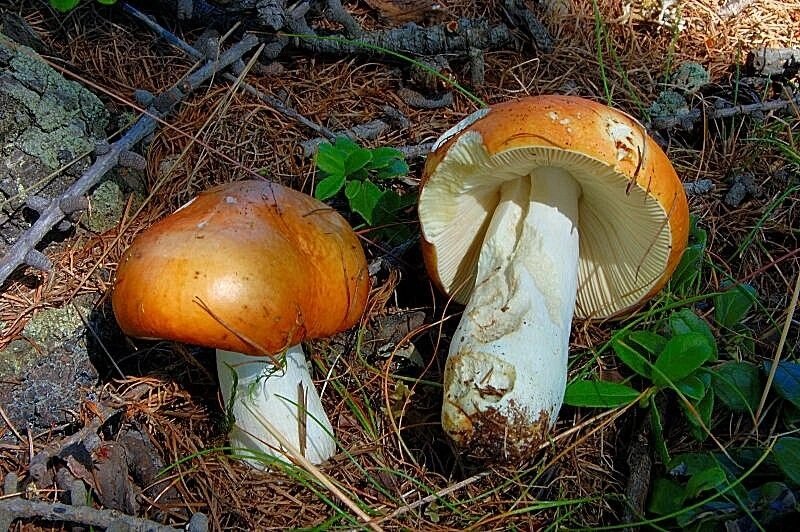 Міцелій Сироїжки сіріючих (Сироїжки вицвітають), Russula decolorans від компанії Магазин грибного міцелію Mushroom Seeds - фото 1