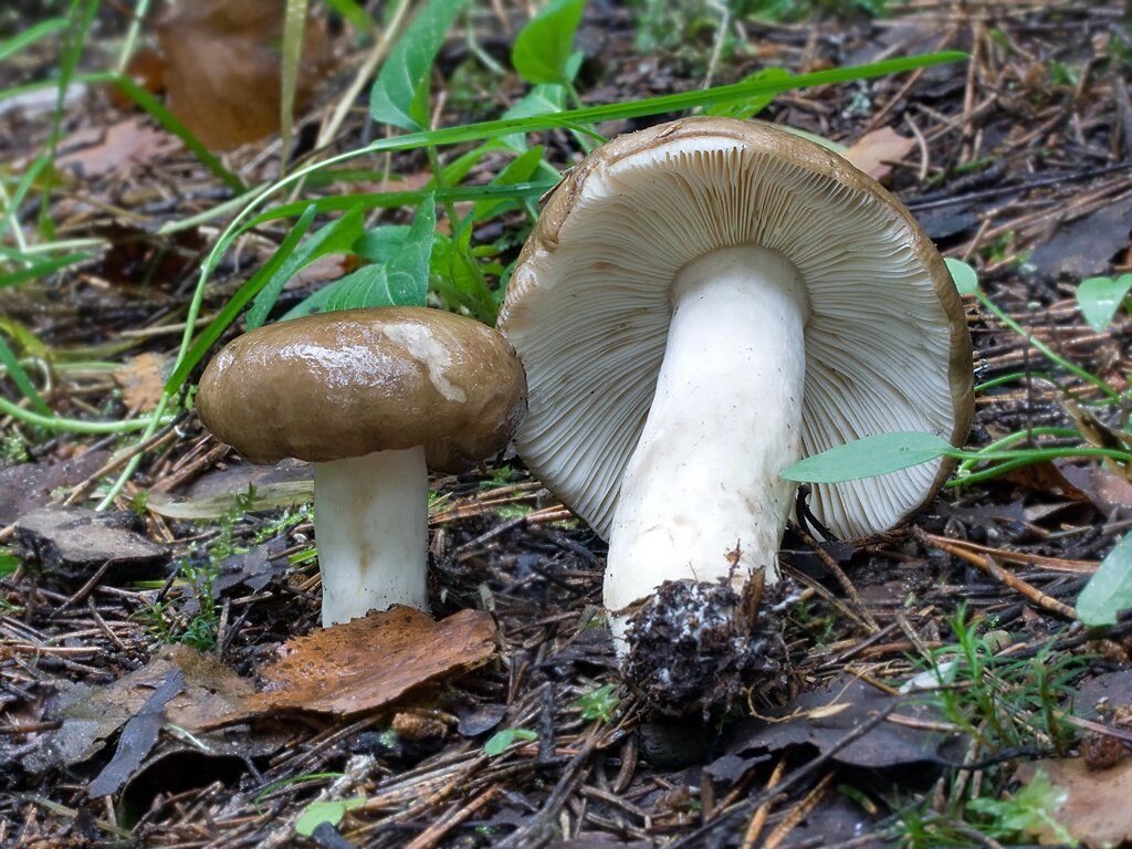 Міцелій Сироїжки спорідненої, Russula consobrina від компанії Магазин грибного міцелію Mushroom Seeds - фото 1