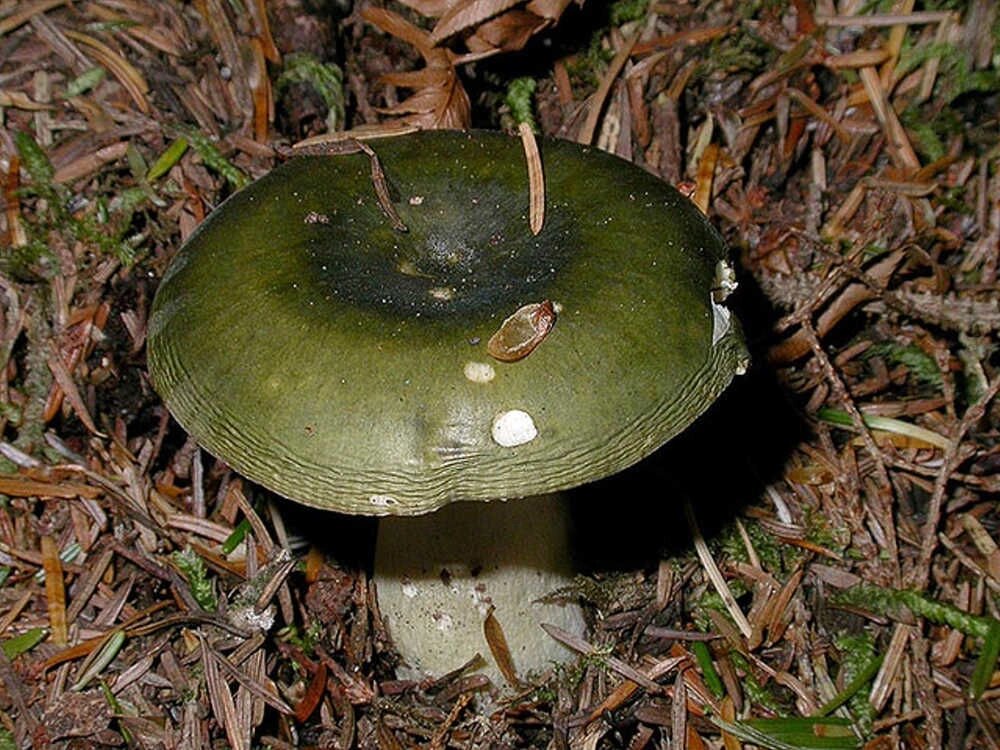Міцелій Сироїжки зеленої, Russula aeruginea від компанії Магазин грибного міцелію Mushroom Seeds - фото 1