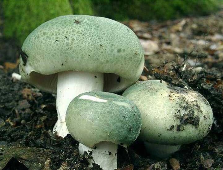 Міцелій Сироїжки зеленуватою, Russula virescens від компанії Магазин грибного міцелію Mushroom Seeds - фото 1