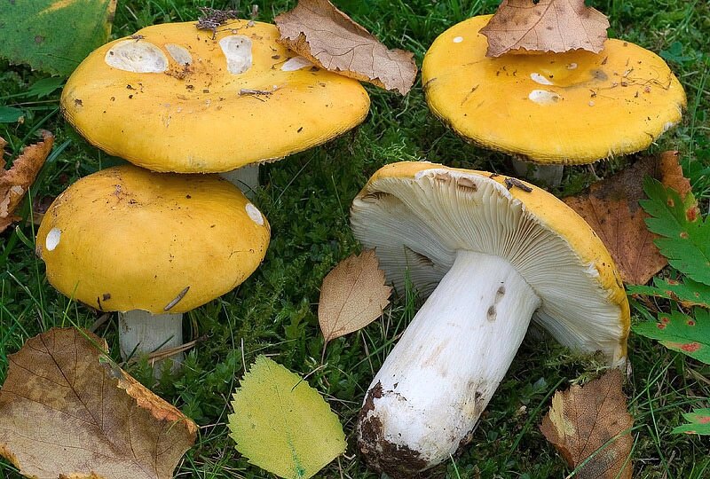 Міцелій Сироїжки жовтої (Сироїжки світло-жовтої), Russula claroflava від компанії Магазин грибного міцелію Mushroom Seeds - фото 1