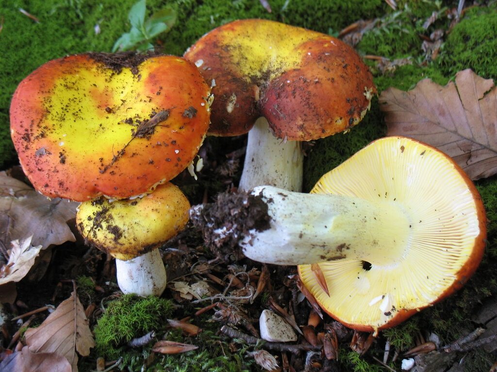 Міцелій Сироїжки золотисто-червоною (Сироїжки золотистої), Russula aurata від компанії Магазин грибного міцелію Mushroom Seeds - фото 1