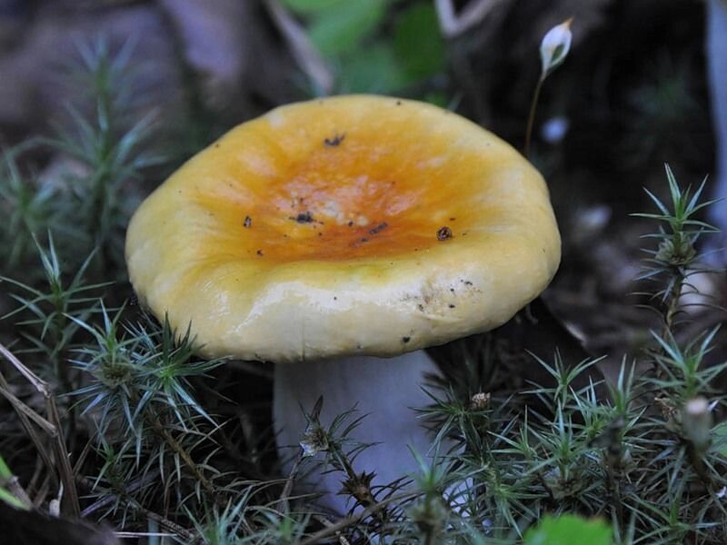Міцелій Сироїжки золотисто-жовтою, Russula lutea від компанії Магазин грибного міцелію Mushroom Seeds - фото 1
