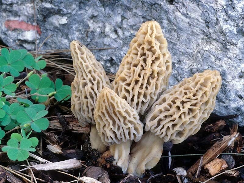 Міцелій сморчки делікатесного, Morchella deliciosa від компанії Магазин грибного міцелію Mushroom Seeds - фото 1