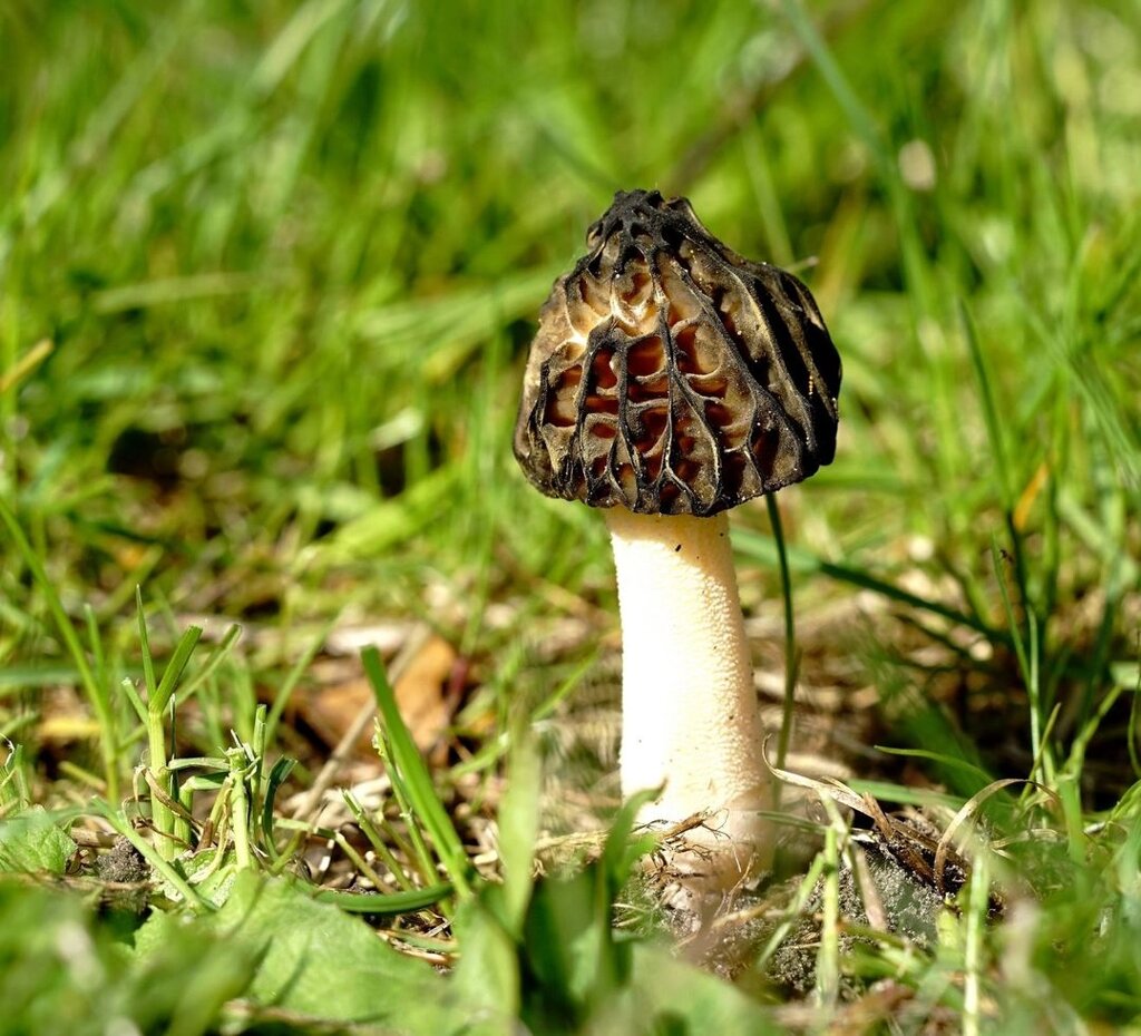 Міцелій сморчки напіввільного, Mitrophora semilibera від компанії Магазин грибного міцелію Mushroom Seeds - фото 1