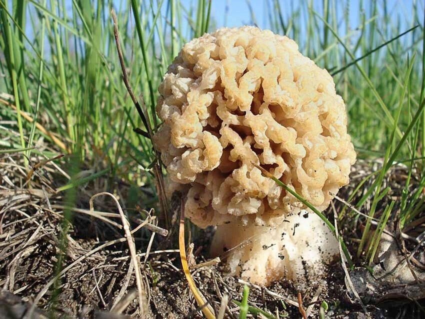 Міцелій сморчки степового, Morchella steppicola від компанії Магазин грибного міцелію Mushroom Seeds - фото 1