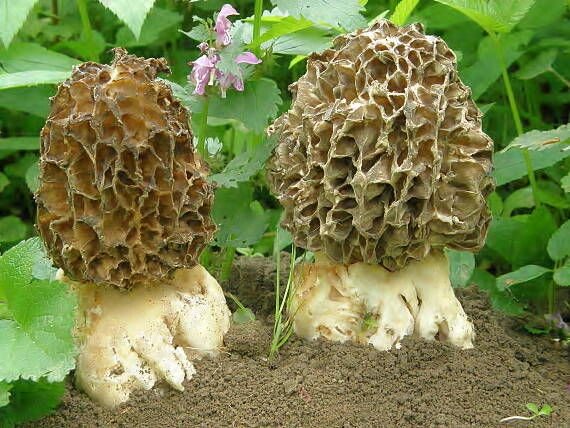 Міцелій сморчки ТОЛСТОНОГОВ, Morchella crassipes від компанії Магазин грибного міцелію Mushroom Seeds - фото 1