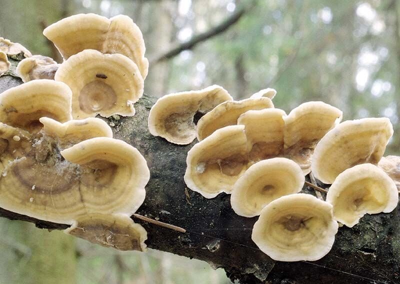 Міцелій стереум жёстковолосістого, Stereum hirsutum від компанії Магазин грибного міцелію Mushroom Seeds - фото 1