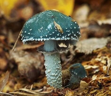 Міцелій Строфарія синьо-зеленої, Stropharia aeruginosa від компанії Магазин грибного міцелію Mushroom Seeds - фото 1