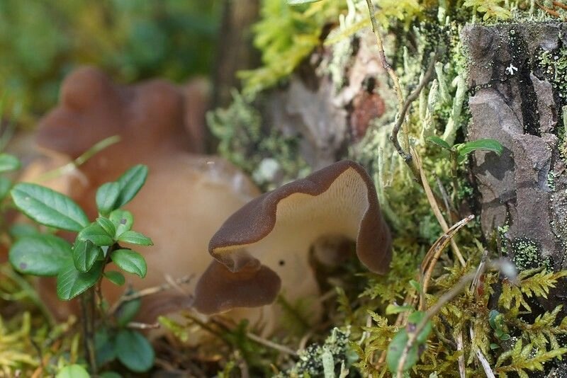 Міцелій Тремеллодона студёністого (Крижаного гриба), Tremellodon gelatinosum від компанії Магазин грибного міцелію Mushroom Seeds - фото 1