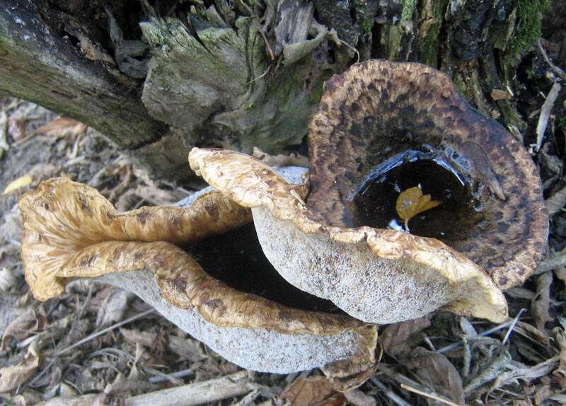 Міцелій трутовик лускатий (трутовик строкатого), Polyporus squamosus від компанії Магазин грибного міцелію Mushroom Seeds - фото 1